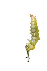 Isolated mature caterpillar of Tabby butterfly  (Pseudergolis wedah) preparing to chrysalis on white