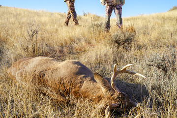 Two hunters find their shot deer while on a deer hunt, in the field and prepare for processing