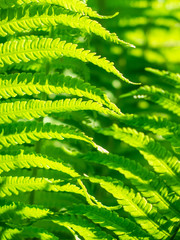 Grüne Blätter, Nahaufnahme