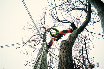 Arborist man cutting a branches with chainsaw and throw on a ground. The worker with helmet working at height on the trees. Lumberjack working with chainsaw during a nice sunny day. Tree and nature 