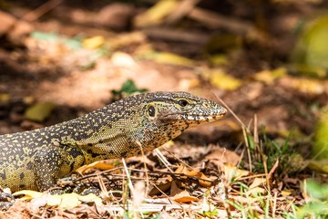 Leguan im Wildschutzgebiet Ziwani in Kenia