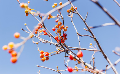 Hawthorn fruit on the tree