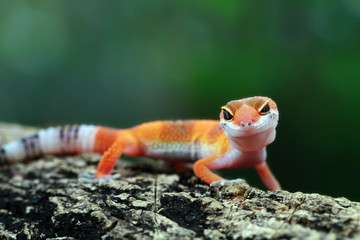Leopar gecko on wood, gecko