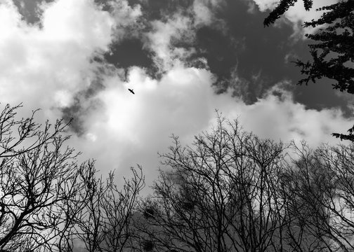 silhouette of tree with sky and bird in background black and white