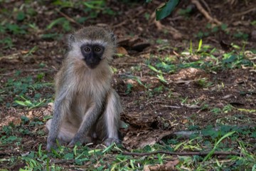 Meerkatze im Privatreservat Ziwani in Kenia