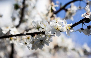 Blooming cherry tree