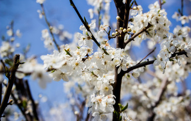 Blooming cherry tree