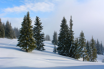 Fototapeta na wymiar Frosty winter day in the mountains