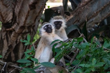 Meerkatzen wagen einen Tanz in Kenia