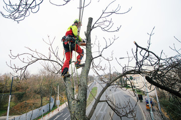 Arborist man cutting a branches with chainsaw and throw on a ground. The worker with helmet working at height on the trees. Lumberjack working with chainsaw during a nice sunny day. Tree and nature 