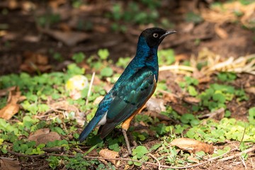 Dreifarben-Glanzstar in Kenia