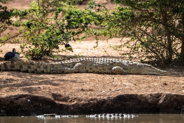 Krokodil in Tsavo West in Kenia