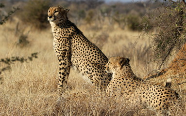 Der Gepard, die schnellste Katze der Welt
