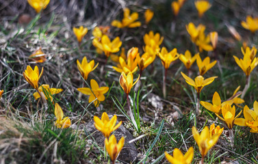 Crocuses in the mountains