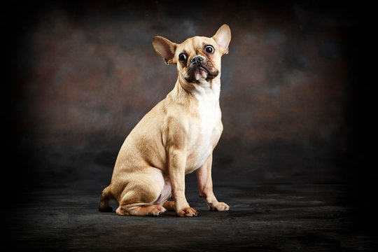 Chihuahua color canela sentado. Fotograf&iacute;a de estudio. Perro. Mascota. 