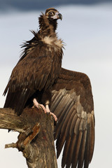 Black vulture. Aegypius monachus