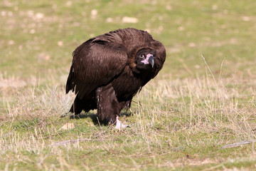 Black vulture. Aegypius monachus