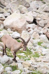 Caucasian mountain goat tour. Out in the wild in a natural habitat.