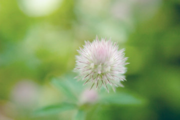 Soft blurry background with gentle transitions of colors - yellow, green, pink and fluffy blurred flower in the center.
