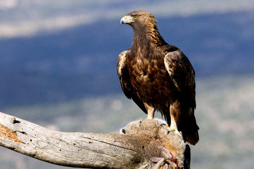 Adult female of Golden Eagle Aquila chrysaetos