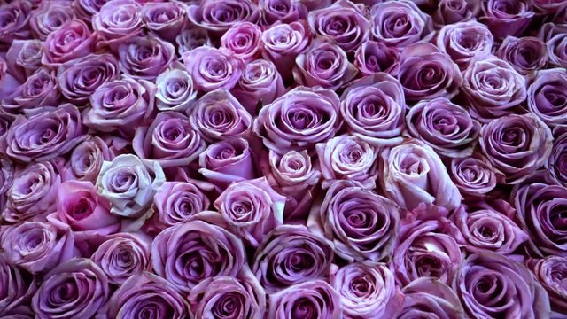 Natural roses background closeup