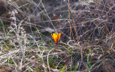 Crocuses in the mountains