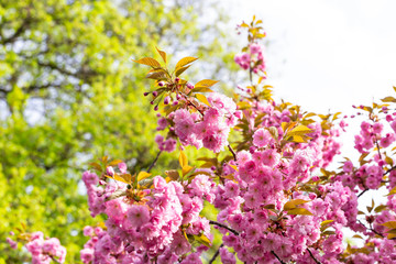 Blooming pink Japanese cherry or sakura flowers in Europe