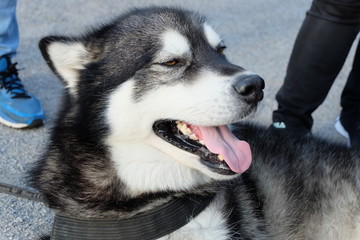 Alaskan malamute