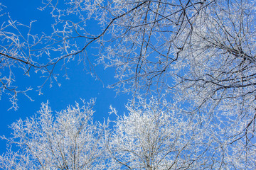 Frozen tree branches. White frost in winter on a branch