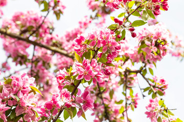Blooming pink Japanese cherry or sakura flowers in Europe