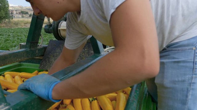 Industrial yellow zucchini harvesting. farmer working