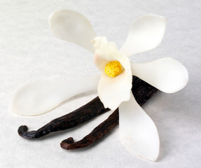 VANILLA FLOWER AND PODS ON WHITE