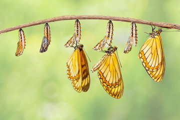 Transformation of yellow coster butterfly ( Acraea issoria ) from caterpillar and chrysalis hanging...