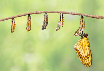 Obraz premium Transformation of yellow coster butterfly ( Acraea issoria ) from caterpillar and chrysalis hanging on twig