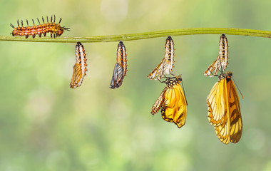 Transformation of yellow coster butterfly ( Acraea issoria ) from caterpillar and chrysalis hanging...