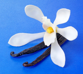 VANILLA FLOWER AND PODS ON BLUE