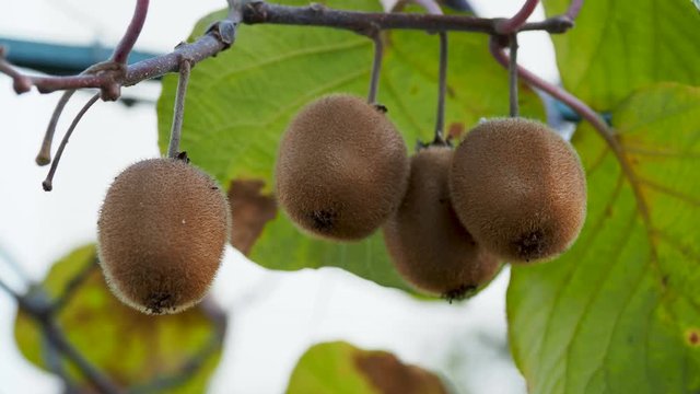 Growing Kiwifruit, kiwi or Chinese gooseberry. Actinidia deliciosa. Adler, Russia.