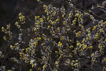 Salicone (Salix caprea),fioritura