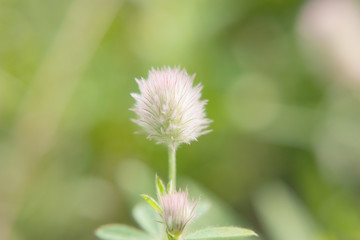 Soft blurry background with gentle transitions of colors - yellow, green, pink and fluffy blurred flower in the center.