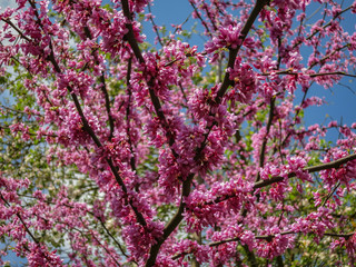 Pink cloud of the Judas Tree, Eastern Redbud or Eastern Redbud blooming in the spring.
