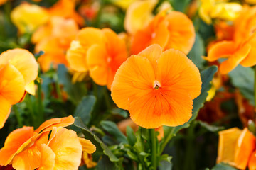 Orange pansy flowers are blommong in the garden