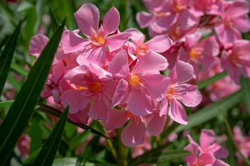 Big bunch of flowering Nerium oleander flowers, pink ornamental beautiful shrub in bloom, flowers on branches
