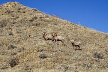 Herd of bighorn sheep on a grassy mountain hill on a sunny Montana day