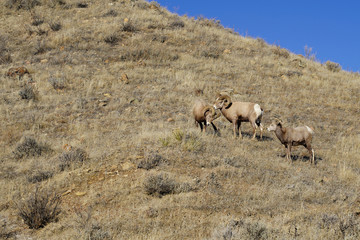 Two bighorn sheep rams start a fight over a ewe sheep watching. Sunny day in Montana