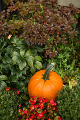 Pumpkin in Garden