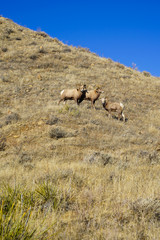 Herd of bighorn sheep on a grassy mountain hill on a sunny Montana day