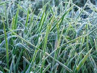 Gefrorene Wiese im Winter
