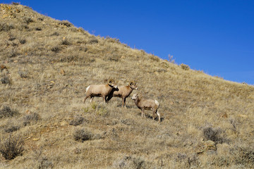 Herd of bighorn sheep on a grassy mountain hill on a sunny Montana day