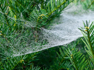 Tannenbaum mit Spinnennetz 