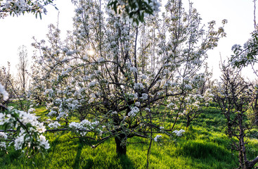 Fototapeta na wymiar Blooming Apple orchard